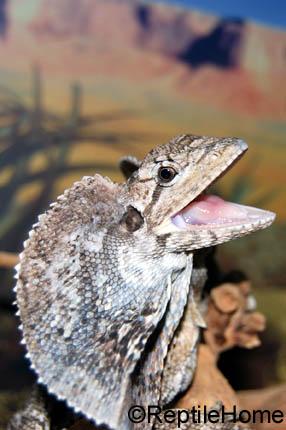 Chlamydosaurus kingii