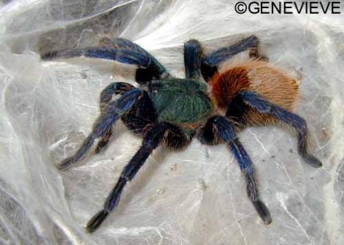 Chromatopelma cyanopubescens