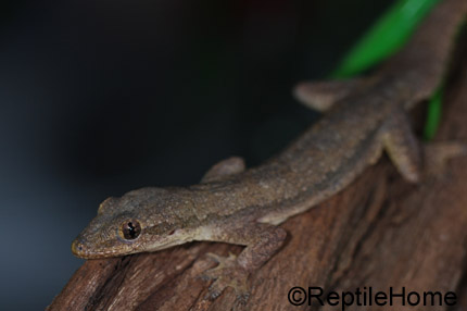 Hemidactylus (Cosymbotus) platyurus