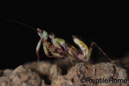 Creoboter elongata