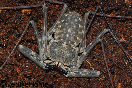 Amblypyge sp, Daemon variegatus