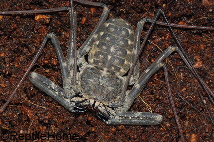 Amblypyge sp, Daemon variegatus