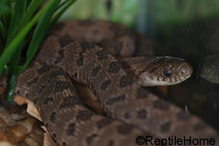 Dasypeltis scabra