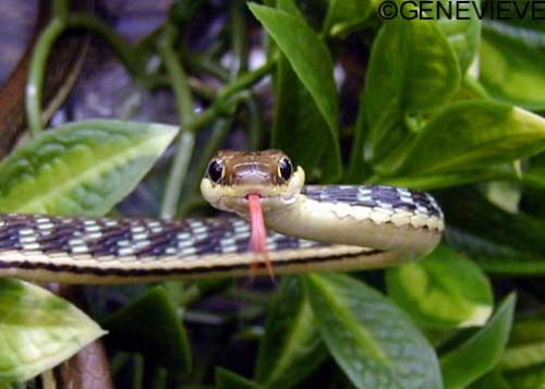 Dendrelaphis picta