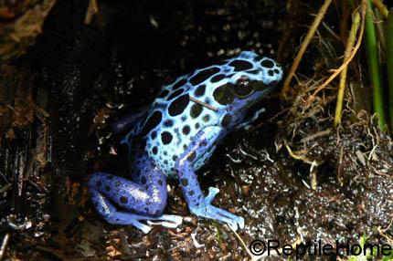 Dendrobates azureus