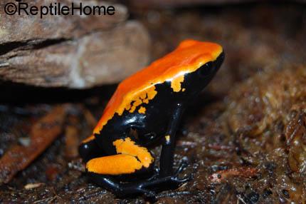 Dendrobates galactonotus morphs