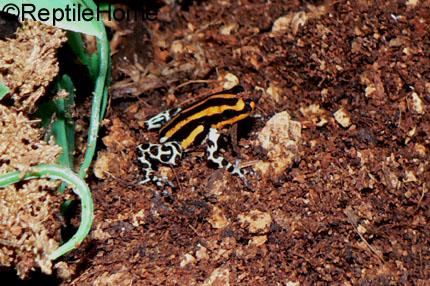 Dendrobates lamasi