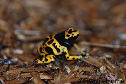 Dendrobates leucomelas