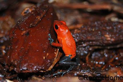 Dendrobates pumilio morphs