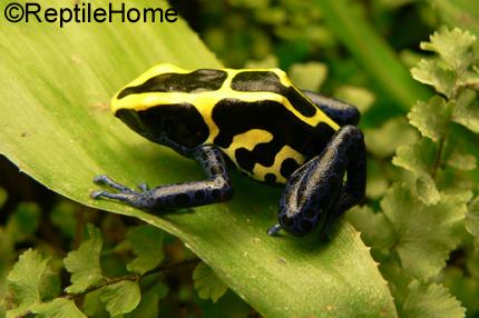 Dendrobates tinctorius morphs