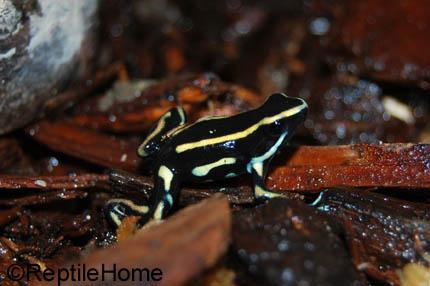 Dendrobates truncatus