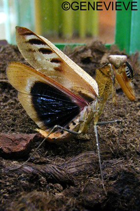 Deroplatys dessicata