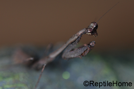 Deroplatys lobata