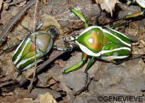 Dicranorhina derbyana layardi