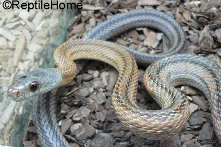 Pantherophis (Elaphe) bairdi