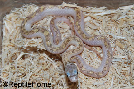 Pantherophis (Elaphe) obsoletus licorice