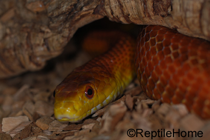 Pantherophis (Elaphe) obsoletus rossalleni