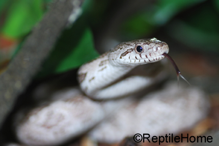 Pantherophis (elaphe) obsoletus spiloides