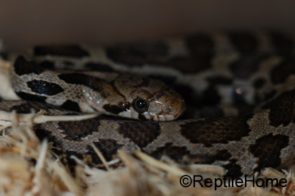 Pantherophis (Elaphe) vulpinus