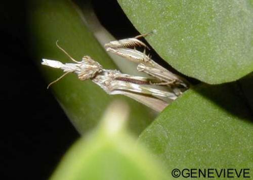 Empusa pennata