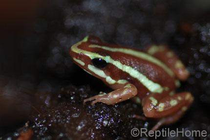 Epipedobates tricolor 