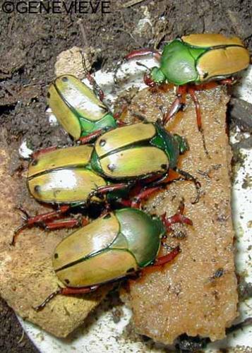 Eudicella smithi bertherandi