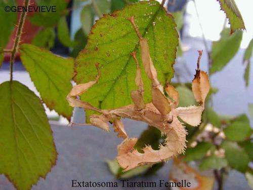 Extatosoma tiaratum