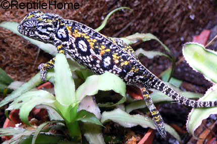 Furcifer lateralis