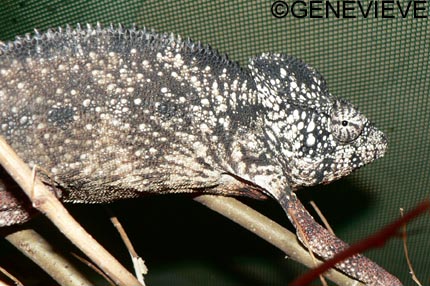 Furcifer oustaleti 