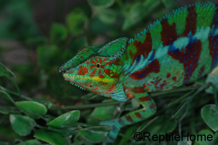 Furcifer pardalis