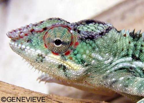 Furcifer pardalis