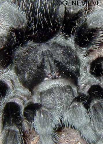 Grammostola pulchra