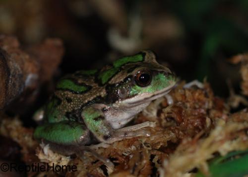 Gastrotheca riobambae