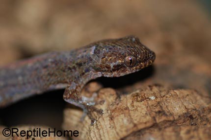 Geckolepis polylepis