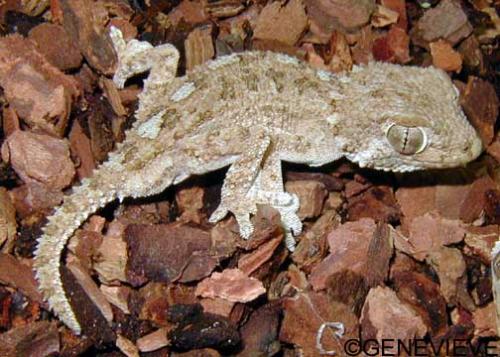Tarentola (Geckonia) chazaliae
