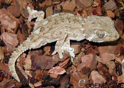 Tarentola (Geckonia) chazaliae