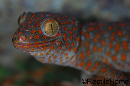 Gekko gecko