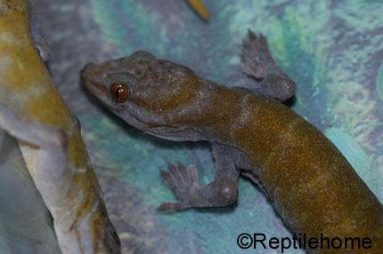 Gekko badenii (auratus, ulikovskii)