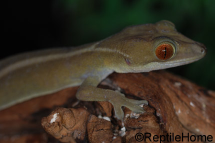 Gekko vittatus