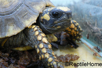 Chelonoidis (Geochelone) denticulata