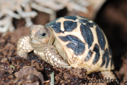 Geochelone elegans