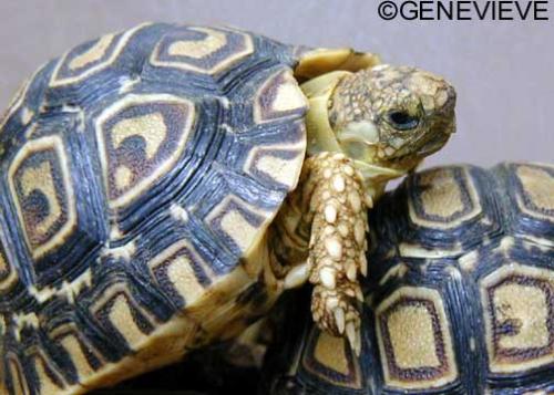 Stigmochelys (Geochelone) pardalis