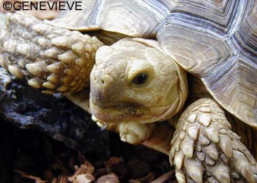 Centrochelys (Geochelone) sulcata