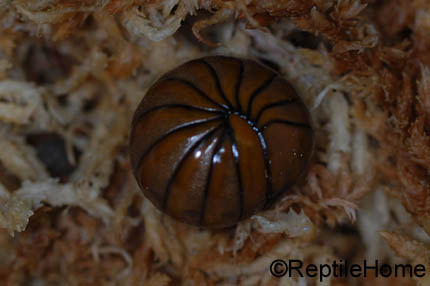 Glomeris sp Tanzanie