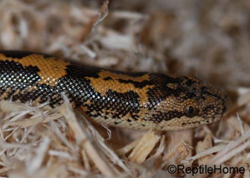 Eryx (Gongylophis) colubrinus loveridgei