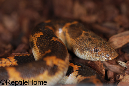 Eryx (Gongylophis) muelleri