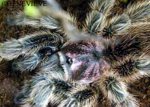 Grammostola rosea