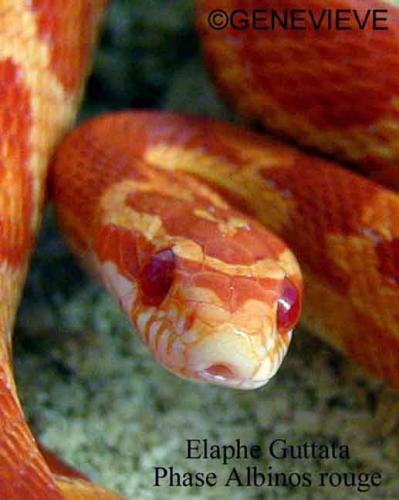 Pantherophis (Elaphe) guttatus