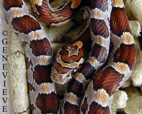 Pantherophis (Elaphe) guttatus