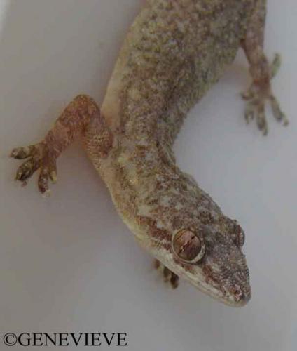 Hemidactylus frenatus